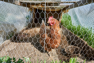 a hen in a country chicken coop © Z O N A B I A N C A