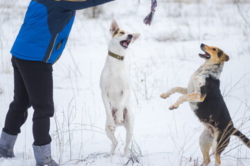 Mixed breed white and black dogs standing on hind legs trying to catch up rope in master's hand while playing with pleasure in winter field