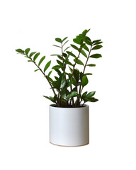 Zamioculcas zamiifolia or ZZ plant in pot isolated on white background