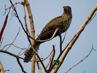 Female Asian koel 