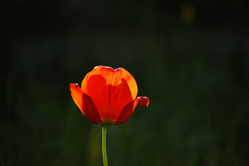 Red tulip flower on a black natural background.
