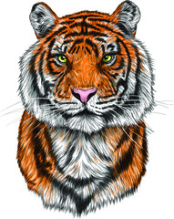 tiger head portrait drawing vector illustration