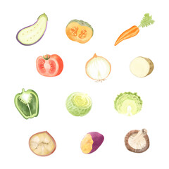 野菜の断面のベクター水彩イラストセット
