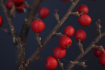
small red round fruits are lined up on the branch. macro photo. close up. christmas plant cocino, 