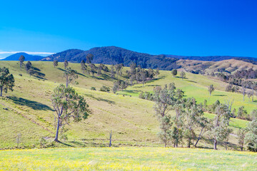 Naklejka premium Hunter Valley Landscape in Australia