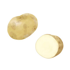 じゃがいもの水彩イラスト