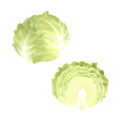 レタスの水彩イラスト