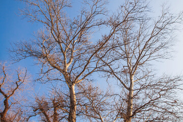 White poplar with branches without leaves on the background of the blue sky