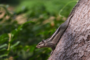 Squirrel on a Tree