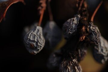 close up of dried grape fruits,  macro