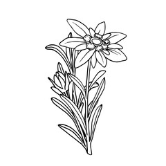 Edelweiss flower. Mountain plant. Hand drawn vector illustration in sketch style.