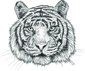 tiger head black white sketch portrait drawing vector illustration