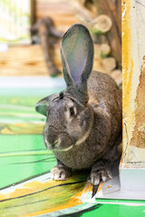 wild rabbit with big ears is listening.