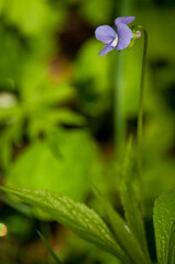 Tall Common Blue Violet