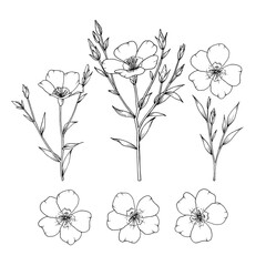 Flax plant with flower, bunch, bud and leaf. Botanical sketch. Vector hand drawn outline illustration isolated on white background.