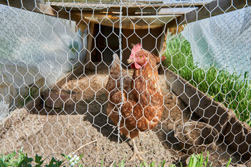 a hen in a country chicken coop