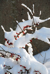 Cotonéaster sous la neige, arbuste à fruits rouges, Normandie, France