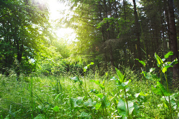 Sunset in beautiful green forest in summer.