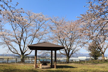 八谷館緑地公園（八谷館跡）の桜の風景　（宮城県大和町）