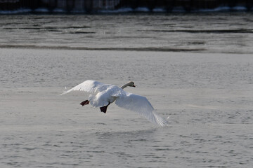 Mute Swan landing in harbor with spread wings
