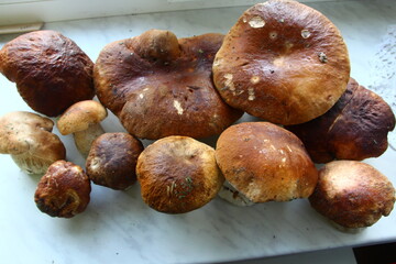 Mushrooms found in August in a birch forest. Hike. Ecological natural food