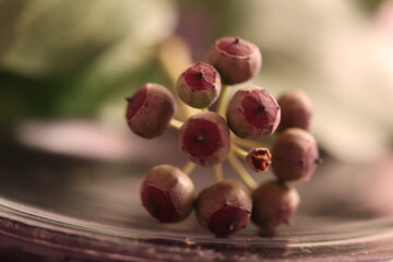 
Seeds of a dwarf plant in parks, macro photo. round seeds in bunches.