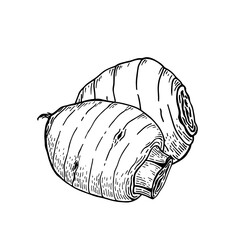 Taro root. Colocasia esculenta. Hand drawn vector illustration. Sketch style.
