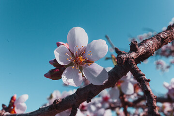 Flor de almendro