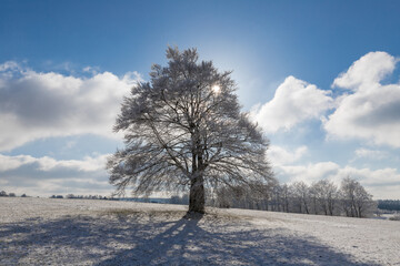 Einsamer mit Schnee bedeckter Baum auf einer Wiese im Winter. 