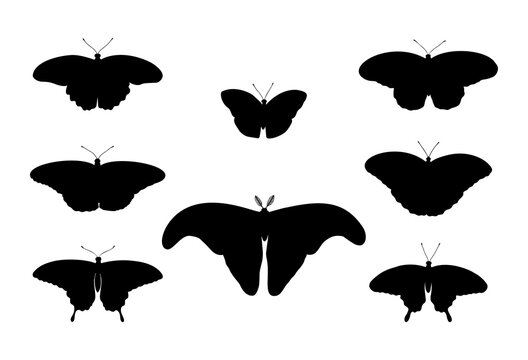 Tropical silhouette butterflies set:  Attacus Atlas, Monarch, Blue Moon, Driada (Paper Rice), Blue Morpho, Papilio, Swallowtail. Drawing insects. Hand drawn vector illustration.