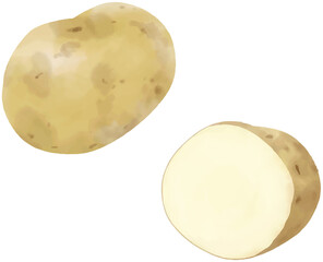 ジャガイモのベクター水彩イラスト