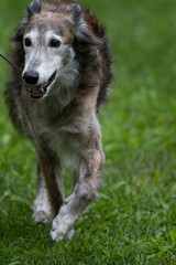 Windsprites at dog show