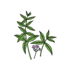 Verbena bonariensis (purpletop, Argentinian vervain). Hand drawn vector illustration.