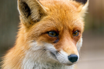 portrait of a wild animal red fox