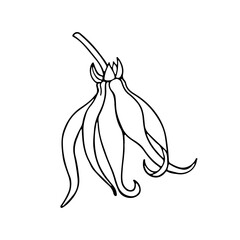 Ylang ylang flower. Hand drawn outline. Vector illustration.