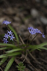 Scilla siberica flowers in the forest