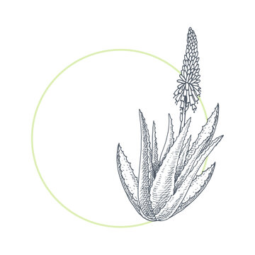aloe vera plant sketch with green circle clip art preview
