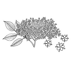 Elderberry (Sambucus nigra). Fruits, flowers and leaves. Hand drawn vector illustration in sketch style.