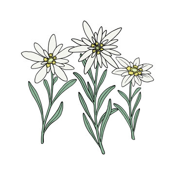 Edelweiss flower. Mountain plant. Hand drawn vector illustration in sketch style.
