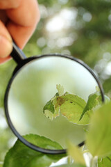 curled sheet with hiding insects under a magnifying glass in hand. search for pests in the garden