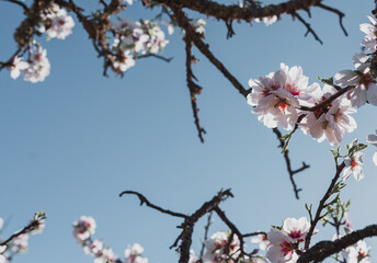 Flor de almendro