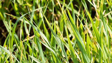 Abstract natural backgrounds beauty green grass
