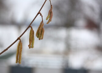 Nahaufnahme von Haselnussblüten an einem Zweig