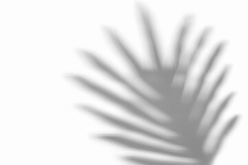 defocused shadow of tropical palm leaf on white background. summer background. mock up for holiday and vacations projects.copy space. abstract template