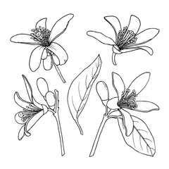 Citrus Neroli flowers. Ink sketch. Hand drawn vector illustration isolated on white background.