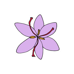 Saffron crocus flower (Crocus sativus). Hand drawn vector illustration in sketch style.