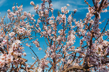 Flor de almendro