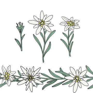 Edelweiss flower. Seamless border. Mountain plant. Hand drawn vector illustration in sketch style.