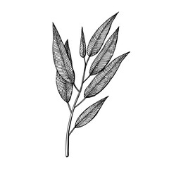 Eucalyptus branches with and leaves. Hand drawn vector illustration in sketch style.