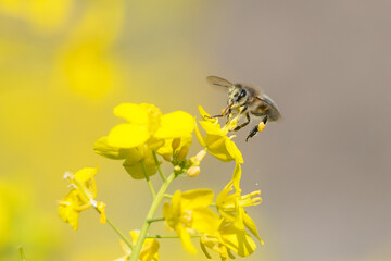 Honey Bee collecting pollen on yellow flower